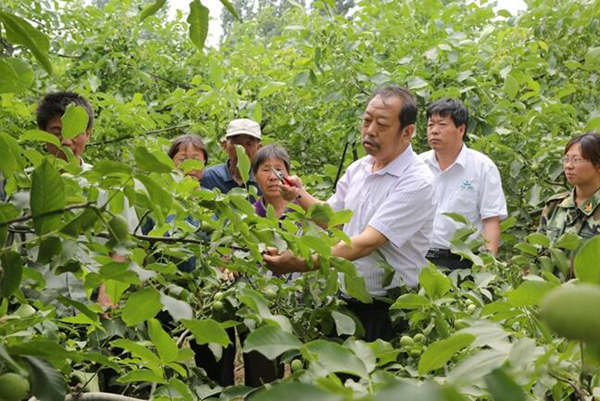 图为李保国在田间为农户解说核桃莳植适用手艺。。